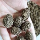 참푸른농장 이미지