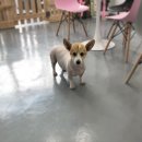 더 빛나개(The 빛나개) 이미지