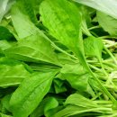 질경이농장 이미지