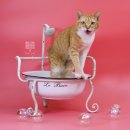 행복동물의료센터 이미지