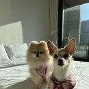 글램독청평 | 가평 리버뷰 애견펜션, 글램독 청평점 내돈내산 후기