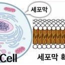 BODY 휘트니스 이미지