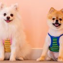 다시사랑받개 | 망우역 다시사랑받개 솔직 후기: 유기견과 교감하는 따뜻한 시간