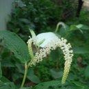 슬로시티삼지내마을 이미지