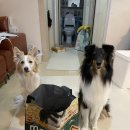 대한사료(주) | 중·대형견 사료 고민 끝｜몬지 비와일드 그레인프리 연어 솔직 후기