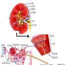 신장동물병원 이미지