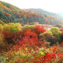 비밀의 정원 이미지