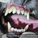 해운대조은동물병원 이미지