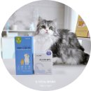 보리수하 | 다묘 집사의 마음이 무거웠던 이유, CMG제약 고양이영양제로 해결