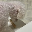 와니동물병원 이미지