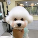 멍투유 이미지