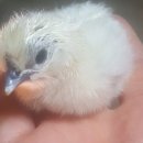 백봉건강원 - 태안군 군청로 31 | 백봉건강원