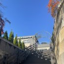 [241115] 세종 장군면 애견동반카페 그린브라우니 후기