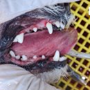 박물관옆동물병원 이미지