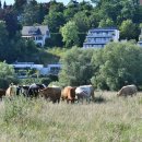 전원목장 이미지