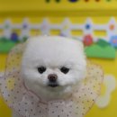 봄 펫살롱 이미지