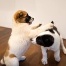 관저서로 이미지