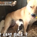 [동물농장] 아기고양이 낳은 어미개 미스터리.jpg 이미지