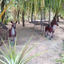 강일구농장 이미지