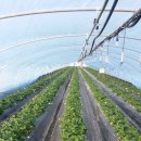 삼기농장 이미지