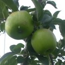 바울농장 이미지