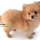 복슬 강아지 이미지