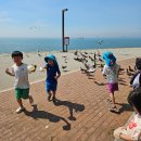 시화유치원 | 시화나래 휴게소 전망대 갈매기 밥주기 체험 주차 카페 후기