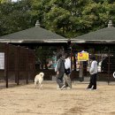 남동문화체육광장(2호) | 인천 남동구에 숨은 반려견 운동장, 남동종합 문화체육광장(24년 여름 오픈)