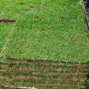 삼일농장 이미지