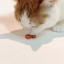 남양사료 이미지