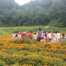 천연염색 - 북구 | 천연염색