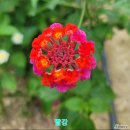 도국식물원 | [11/8] 심폴 생생 구매 후기 🌱💚💯 (란타나/칠변화, 제라늄 엔틱로즈, 포인세티아)