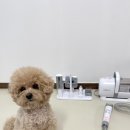 지경희동물병원 미용실 | 강아지 셀프미용, 디클펫 반려동물 미용기 사용 후기