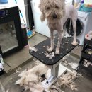 봄가을 애견미용 이미지