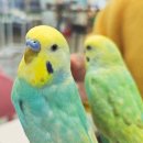 (주)버드리 | 김포 풍무 앵무새카페 버드리 김포점 방문 후기 : 아이와 가볼만한곳, 도심 속 특별한 이색체험...