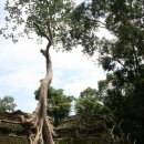 (알 럽 트래블 / 캄보디아) 앙코르에서 가장 아름다운 숲. 숲길. 그리고 사원...... 이미지