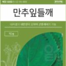 씨앗