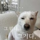 모태안여성병원 네이버블로그