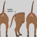 Dr. 오즈 동물병원 이미지
