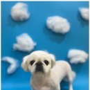 웃는강아지 이미지