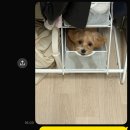 바이러스피시방 | 파주 야당, 애견 미용 온온 후기