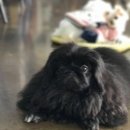 한스 페키니즈 이미지