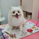 투숑펫살롱 이미지