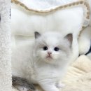 인천부평 요미독앤캣 강아지분양 고양이분양 | [실시간분양] 정대칭 랙돌분양 렉돌고양이 인천고양이분양