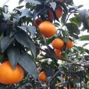 월광농장 이미지