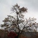 백련교밑 이미지