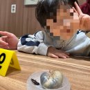 장수슈퍼 | 🪲아이와 함께한 특별한 경험! 장수풍뎅이 암수 키우기 후기 (김포 파브르 곤충체험농장 + 굼벵이 브라더스)