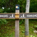 솔숲과 바다 네이버블로그