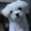 단아