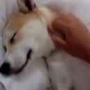 연기동물병원 이미지